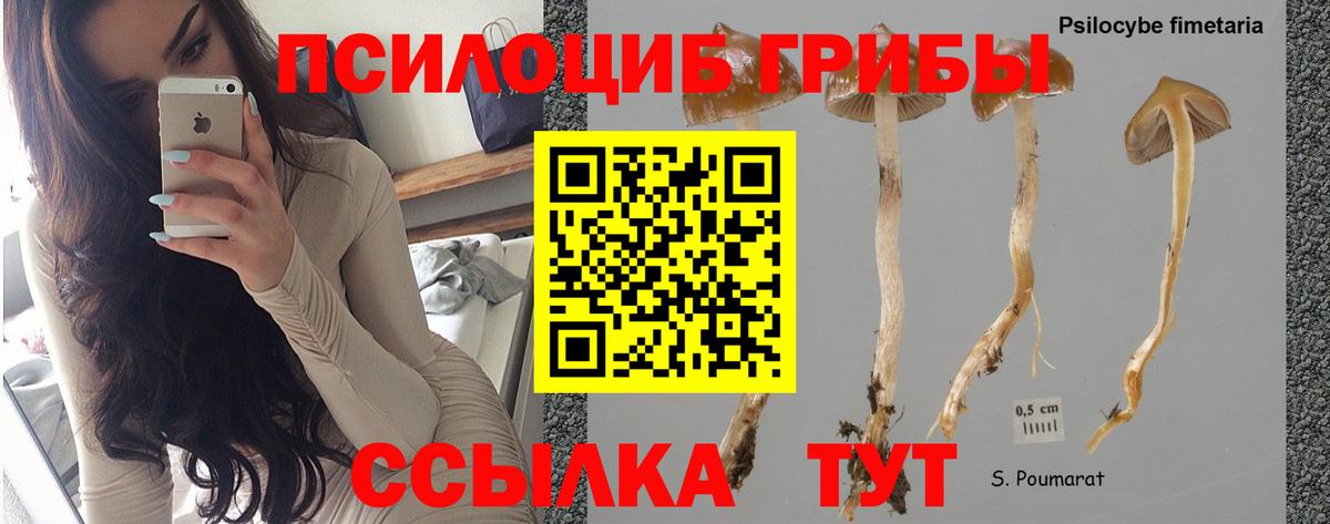 Псилоцибиновые грибы мицелий Орёл